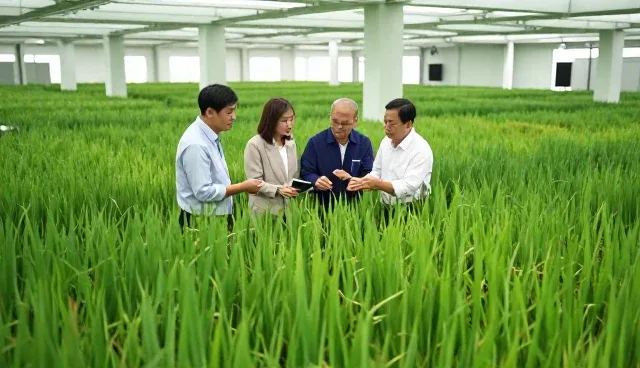 种苗供应如何避免烂根问题?