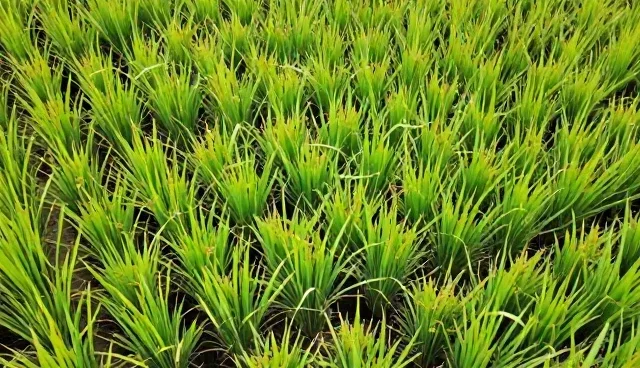 高产水稻种苗在基地合作中的使用问题分析