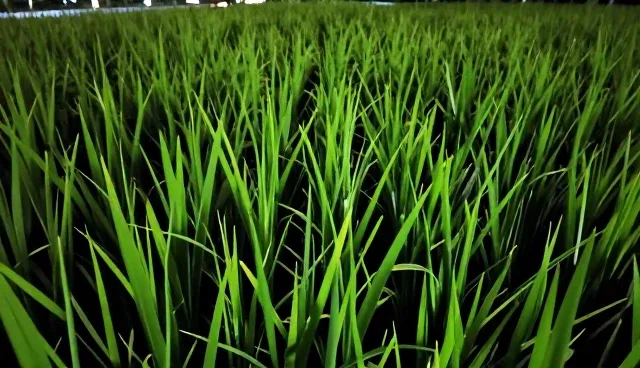 高产水稻种苗在基地合作中的适用条件分析